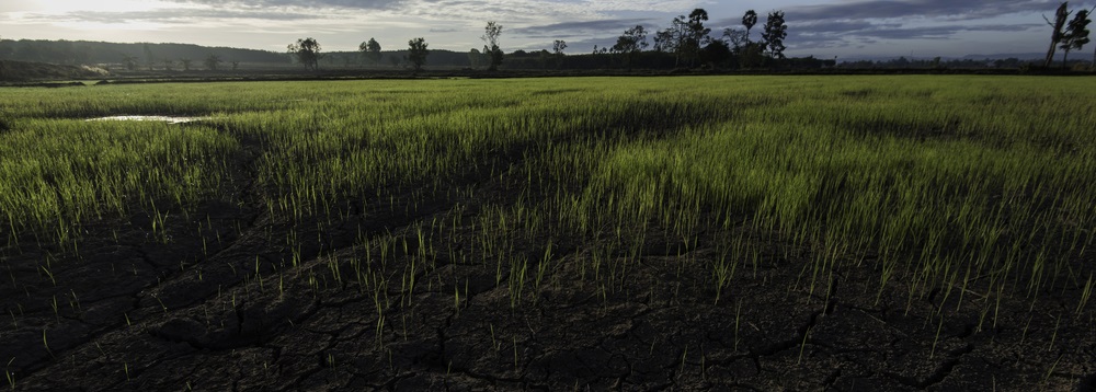 Soil contamination and remediation solutions