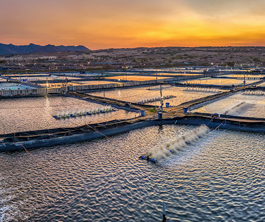 Aerial,View,Of,The,Prawn,Farm,With,Aerator,Pump,In